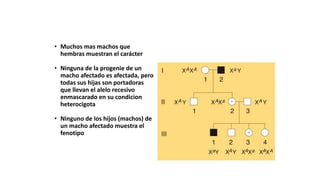 • Muchos mas machos que
hembras muestran el carácter
• Ninguna de la progenie de un
macho afectado es afectada, pero
todas sus hijas son portadoras
que llevan el alelo recesivo
enmascarado en su condicion
heterocigota
• Ninguno de los hijos (machos) de
un macho afectado muestra el
fenotipo
 