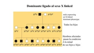 Dominante ligado al sexo X linked
Todas las hijas
Hembras afectadas
pasan la condicion
A la mitad
de sus hijos e hijas
male expressing
an X-linked
dominant phenotype
 