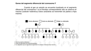 Genes del segmento diferencial del cromosoma Y
Cuando el gen en estudio se encuentra localizado en el segmento
diferencial del cromosoma Y el el fenotipo correspondiente sólo se observa en
machos (carácter holándrico) Estos caracteres se transmiten de padres a hijos
machos.
 