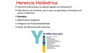 Herencia Holándrica
 Herencia relacionada a los genes ligados al cromosoma Y.
 Sólo afecta a los hombres, por lo que sus genotipos y fenotipos son
sanos o enfermos.
 Ejemplos:
1.Hipertricosis congénita.
2.Antígenos de histocompatibilidad.
3.Factor de diferenciación testicular.
 