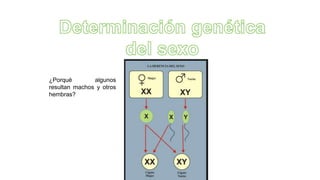 ¿Porqué algunos
resultan machos y otros
hembras?
 