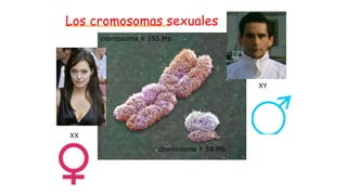 Los cromosomas sexuales
cromosoma Y 58 Mb
cromosoma X 155 Mb
XX
XY
 