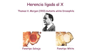 Herencia ligada al X
Thomas H. Morgan (1910) mutante white Drosophila
Fenotipo Salvaje Fenotipo White
 