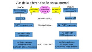 Vías de la diferenciación sexual normal
Huevo
cromosoma
sexual X
Fecundado
por
Fecundado
por
MUJER
VARÓN
Espermatozoide
cromosoma Y
Espermatozoide
cromosoma X
SEXO GENÉTICO
SEXO GONADAL
SEXO FENOTIPICO
Embrión XY Embrión XX
SRY testículos No SRY ovario
Secreción HIM
testosterona
No secreción
HIM testosterona
genitales externos
indiferenciados
Evolución a línea masculina
genitales externos
indiferenciados
Evolución a línea femenina
 
