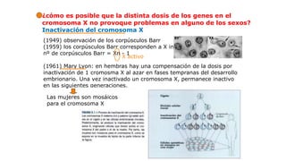 ¿cómo es posible que la distinta dosis de los genes en el
cromosoma X no provoque problemas en alguno de los sexos?
Inactivación del cromosoma X
(1949) observación de los corpúsculos Barr
(1959) los corpúsculos Barr corresponden a X inactivo
nº de corpúsculos Barr = Xn - 1
(1961) Mary Lyon: en hembras hay una compensación de la dosis por
inactivación de 1 cromosma X al azar en fases tempranas del desarrollo
embrionario. Una vez inactivado un cromosoma X, permanece inactivo
en las siguientes generaciones.
X activo
Las mujeres son mosáicos
para el cromosoma X
 