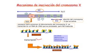 Mecanismo de inacivación del cromosoma X
Xq13
necesario para comenzar el silenciamiento del cromosoma X: se
transcribe en un RNA de 19kb que es procesado, pero NO traducido
elección del cromosoma
X que se activa
transcripción
eucromatina
RNA
CTCF
+
CTCF
_
 