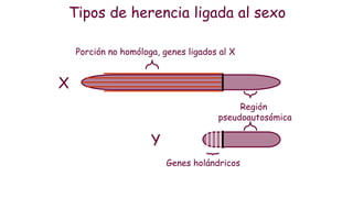 Tipos de herencia ligada al sexo
Porción no homóloga, genes ligados al X
Genes holándricos
Región
pseudoautosómica
X
Y
 