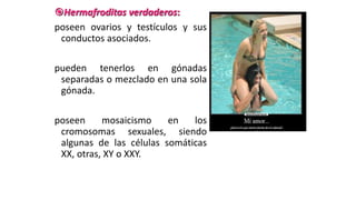 Hermafroditas verdaderos:
poseen ovarios y testículos y sus
conductos asociados.
pueden tenerlos en gónadas
separadas o mezclado en una sola
gónada.
poseen mosaicismo en los
cromosomas sexuales, siendo
algunas de las células somáticas
XX, otras, XY o XXY.
 