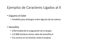 Ejemplos de Caracteres Ligados al X
• Ceguera al Color
• Inhabilita para distinguir entre algunos de los colores
• Hemofilia
• Enfermedad de la coagulación de la Sangre
• 1/7,000 hombres tienen alelo de hemofilia A
• Fue común en las familias reales Europeas
 
