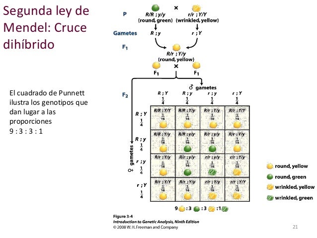 Probabilidades En Genetica Articulo Khan Academy