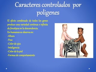 Herencia poligenica | PPTX