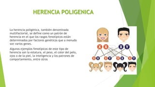 HERENCIA POLIGENICA
La herencia poligénica, también denominada
multifactorial, se define como un patrón de
herencia en el que los rasgos fenotípicos están
determinados por factores genéticos que a menudo
son varios genes.
Algunos ejemplos fenotípicos de este tipo de
herencia son la estatura, el peso, el color del pelo,
ojos o de la piel, la inteligencia y los patrones de
comportamiento, entre otros
 