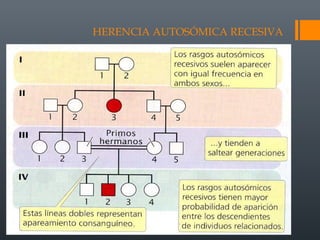 HERENCIA AUTOSÓMICA RECESIVA
 