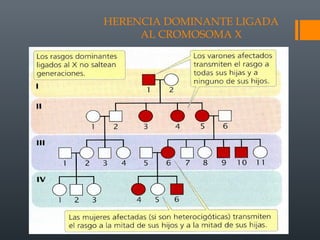 HERENCIA DOMINANTE LIGADA
AL CROMOSOMA X
 