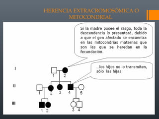 HERENCIA EXTRACROMOSÓMICA O
MITOCONDRIAL
 