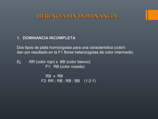 HERENCIA SIN DOMINANCIAHERENCIA SIN DOMINANCIA
1.1. DOMINANCIA INCOMPLETADOMINANCIA INCOMPLETA
Dos tipos de plata homocigotas para una característica (color)
dan por resultado en la F1 flores heterocigotas de color intermedio.
Ej. RR (color rojo) x BB (color blanco)
F1: RB (color rosado)
RB x RB
F2: RR ; RB ; RB ; BB (1:2:1)
 