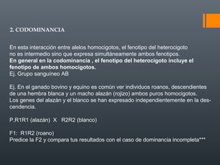 2. CODOMINANCIA
En esta interacción entre alelos homocigotos, el fenotipo del heterocigoto
no es intermedio sino que expresa simultáneamente ambos fenotipos.
En general en la codominancia , el fenotipo del heterocigoto incluye el
fenotipo de ambos homocigotos.
Ej. Grupo sanguíneo AB
Ej. En el ganado bovino y equino es común ver individuos roanos, descendientes
de una hembra blanca y un macho alazán (rojizo) ambos puros homocigotos.
Los genes del alazán y el blanco se han expresado independientemente en la des-
cendencia.
P.R1R1 (alazán) X R2R2 (blanco)
F1: R1R2 (roano)
Predice la F2 y compara tus resultados con el caso de dominancia incompleta***
 