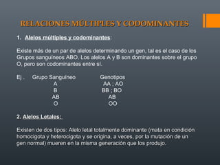 RELACIONES MÚLTIPLES Y CODOMINANTESRELACIONES MÚLTIPLES Y CODOMINANTES
1. Alelos múltiples y codominantes:
Existe más de un par de alelos determinando un gen, tal es el caso de los
Grupos sanguíneos ABO. Los alelos A y B son dominantes sobre el grupo
O, pero son codominantes entre sí.
Ej . Grupo Sanguíneo Genotipos
A AA ; AO
B BB ; BO
AB AB
O OO
2.2. Alelos Letales:Alelos Letales:
Existen de dos tipos: Alelo letal totalmente dominante (mata en condiciónExisten de dos tipos: Alelo letal totalmente dominante (mata en condición
homocigota y heterocigota y se origina, a veces, por la mutación de unhomocigota y heterocigota y se origina, a veces, por la mutación de un
gen normal) mueren en la misma generación que los produjo.gen normal) mueren en la misma generación que los produjo.
 