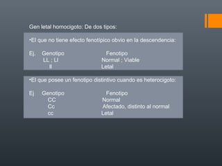Gen letal homocigoto: De dos tipos:
•El que no tiene efecto fenotípico obvio en la descendencia:
Ej. Genotipo Fenotipo
LL ; Ll Normal ; Viable
ll Letal
•El que posee un fenotipo distintivo cuando es heterocigoto:
Ej Genotipo Fenotipo
CC Normal
Cc Afectado, distinto al normal
cc Letal
 