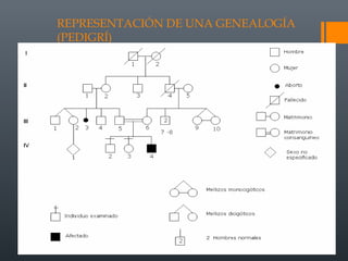 REPRESENTACIÓN DE UNA GENEALOGÍA
(PEDIGRÍ)
 