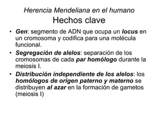 Herencia Mendeliana en el humano
Hechos clave
• Gen: segmento de ADN que ocupa un locus en
un cromosoma y codifica para una molécula
funcional.
• Segregación de alelos: separación de los
cromosomas de cada par homólogo durante la
meiosis I.
• Distribución independiente de los alelos: los
homólogos de origen paterno y materno se
distribuyen al azar en la formación de gametos
(meiosis I)
 