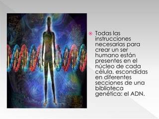  Todas las
instrucciones
necesarias para
crear un ser
humano están
presentes en el
núcleo de cada
célula, escondidas
en diferentes
secciones de una
biblioteca
genética: el ADN.
 