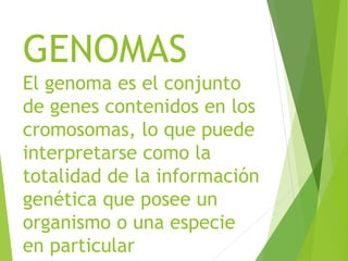 GENOMAS
El genoma es el conjunto
de genes contenidos en los
cromosomas, lo que puede
interpretarse como la
totalidad de la información
genética que posee un
organismo o una especie
en particular
 