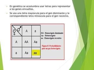  En genética se acostumbra usar letras para representar
a los genes envueltos.
 Se usa una letra mayúscula para el gen dominante y la
correspondiente letra minúscula para el gen recesivo.
 