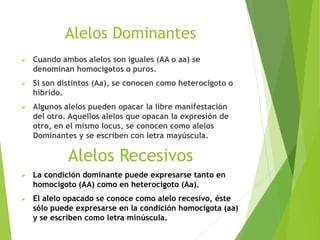 Alelos Dominantes
 Cuando ambos alelos son iguales (AA o aa) se
denominan homocigotos o puros.
 Si son distintos (Aa), se conocen como heterocigoto o
híbrido.
 Algunos alelos pueden opacar la libre manifestación
del otro. Aquellos alelos que opacan la expresión de
otro, en el mismo locus, se conocen como alelos
Dominantes y se escriben con letra mayúscula.
Alelos Recesivos
 La condición dominante puede expresarse tanto en
homocigoto (AA) como en heterocigoto (Aa).
 El alelo opacado se conoce como alelo recesivo, éste
sólo puede expresarse en la condición homocigota (aa)
y se escriben como letra minúscula.
 