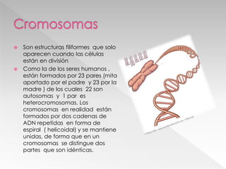 Son estructuras filiformes que solo
aparecen cuando las células
están en división
 Como la de los seres humanos ,
están formados por 23 pares (mita
aportado por el padre y 23 por la
madre ) de los cuales 22 son
autosomas y 1 par es
heterocromosomas. Los
cromosomas en realidad están
formados por dos cadenas de
ADN repetidas en forma de
espiral ( helicoidal) y se mantiene
unidas, de forma que en un
cromosomas se distingue dos
partes que son idénticas.
 