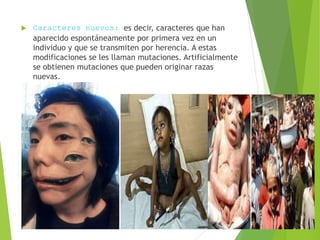  Caracteres nuevos: es decir, caracteres que han
aparecido espontáneamente por primera vez en un
individuo y que se transmiten por herencia. A estas
modificaciones se les llaman mutaciones. Artificialmente
se obtienen mutaciones que pueden originar razas
nuevas.
 