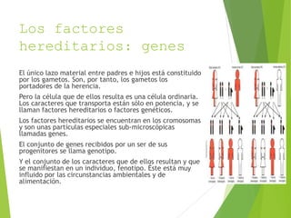 Los factores
hereditarios: genes
El único lazo material entre padres e hijos está constituido
por los gametos. Son, por tanto, los gametos los
portadores de la herencia.
Pero la célula que de ellos resulta es una célula ordinaria.
Los caracteres que transporta están sólo en potencia, y se
llaman factores hereditarios o factores genéticos.
Los factores hereditarios se encuentran en los cromosomas
y son unas partículas especiales sub-microscópicas
llamadas genes.
El conjunto de genes recibidos por un ser de sus
progenitores se llama genotipo.
Y el conjunto de los caracteres que de ellos resultan y que
se manifiestan en un individuo, fenotipo. Éste está muy
influido por las circunstancias ambientales y de
alimentación.
 