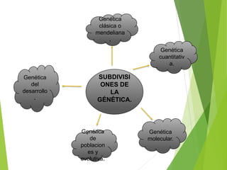 SUBDIVISI
ONES DE
LA
GÉNÉTICA.
Genética
clásica o
mendeliana
.
Genética
cuantitativ
a.
Genética
molecular.
Genética
de
poblacion
es y
evolutiva.
Genética
del
desarrollo
.
 