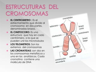 EL CENTROMETRO : Es el
estrechamiento que divide al
cromosoma en dos partes,
denominadas brazos.
 EL CINETOCORO: Es una
estructura que hay en cada
centrómero, a la que se
pueden unir los microtubulos
 LOS TELOMETROS: Son los
extremos del cromosomas
 LAS CROMATIDAS: son dos en
los cromosomas metafísicos y
una en los anafásicos. Cada
cromatina contiene una
molécula de DNA
 