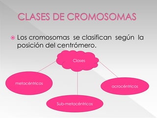  Los cromosomas se clasifican según la
posición del centrómero.
Clases
metacéntricos
Sub-metacéntricos
acrocéntricos
 