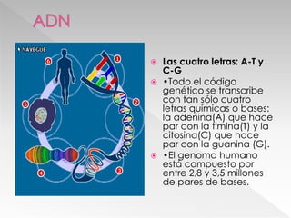  Las cuatro letras: A-T y
C-G
 •Todo el código
genético se transcribe
con tan sólo cuatro
letras químicas o bases:
la adenina(A) que hace
par con la timina(T) y la
citosina(C) que hace
par con la guanina (G).
 •El genoma humano
está compuesto por
entre 2,8 y 3,5 millones
de pares de bases.
 