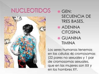  GEN:
SECUENCIA DE
TRES BASES.
 ADENINA
CITOSINA
 GUANINA
TIMINA
Los seres humanos tenemos
en las células 46 cromosomas
(22 pares no sexuales y 1 par
de cromosomas sexuales,
que en las mujeres son XX y
en los hombres XY.
 