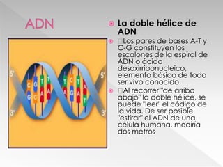  La doble hélice de
ADN
 Los pares de bases A-T y
C-G constituyen los
escalones de la espiral de
ADN o ácido
desoxirribonucleico,
elemento básico de todo
ser vivo conocido.
 Al recorrer "de arriba
abajo" la doble hélice, se
puede "leer" el código de
la vida. De ser posible
"estirar" el ADN de una
célula humana, mediría
dos metros
 