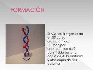 El ADN está organizado
en 23 pares
cromosómicos.
Cada par
cromosómico está
constituido por una
copia de ADN materna
y otra copia de ADN
paterna..
 