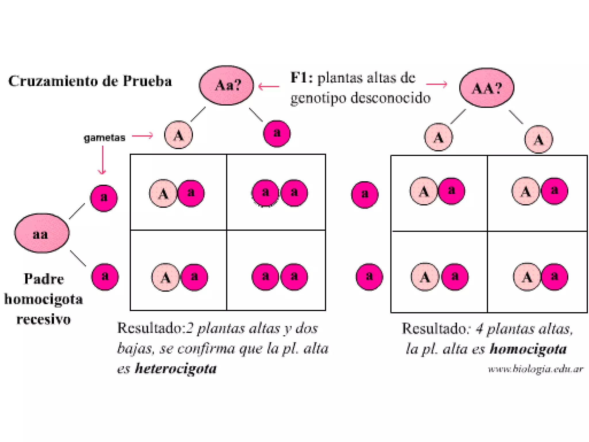 Herencia Y GenéTica | PPT