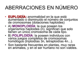 ABERRACIONES EN NÚMERO EUPLOIDÍA:  anormalidad en la que está aumentado o disminuido el número de conjuntos de cromosomas (dotaciones haploides) A)  MONOPLOIDÍA : la que poseen los organismos haploides (n), significan que solo tienen un  único cromosoma de cada tipo.  B)  POLIPLOIDÍA : l a poseen individuos con varios juegos completos de cromosomas homólogos (triploidías 3n, tetraploidías 4n...).  Son bastante frecuentes en plantas, muy raras en animales, y en el ser humano no son viables. 