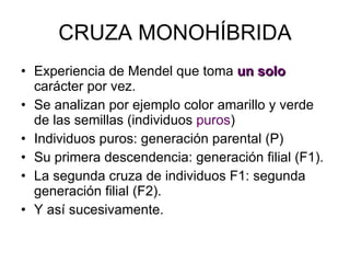 CRUZA MONOHÍBRIDA Experiencia de Mendel que toma  un solo  carácter por vez. Se analizan por ejemplo color amarillo y verde de las semillas (individuos  puros ) Individuos puros: generación parental (P) Su primera descendencia: generación filial (F1). La segunda cruza de individuos F1: segunda generación filial (F2). Y así sucesivamente. 