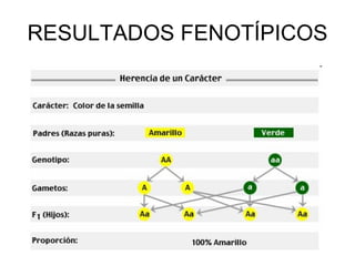 RESULTADOS FENOTÍPICOS 