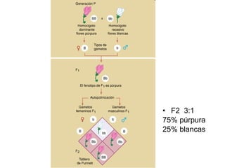 F2  3:1 75% púrpura 25% blancas 
