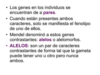 Los genes en los individuos se encuentran de a  pares . Cuando están presentes ambos caracteres, solo se manifiesta el fenotipo de uno de ellos. Mendel denominó a estos genes contrastantes:  alelos  o alelomorfos. ALELOS : son un par de caracteres contrastantes de forma tal que la gameta puede tener uno u otro pero nunca ambos. 