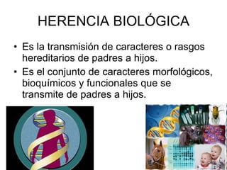 HERENCIA BIOLÓGICA Es la transmisión de caracteres o rasgos hereditarios de padres a hijos. Es el conjunto de caracteres morfológicos, bioquímicos y funcionales que se transmite de padres a hijos. 
