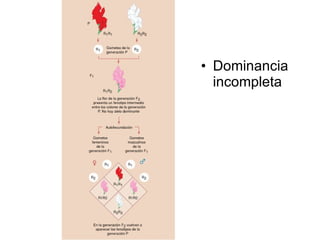 Dominancia incompleta 