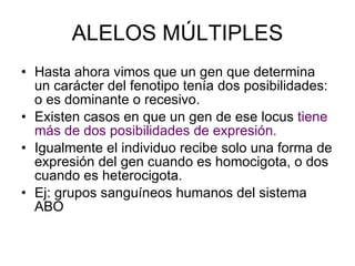 ALELOS MÚLTIPLES Hasta ahora vimos que un gen que determina un carácter del fenotipo tenía dos posibilidades: o es dominante o recesivo. Existen casos en que un gen de ese locus  tiene más de dos posibilidades de expresión. Igualmente el individuo recibe solo una forma de expresión del gen cuando es homocigota, o dos cuando es heterocigota. Ej: grupos sanguíneos humanos del sistema ABO 