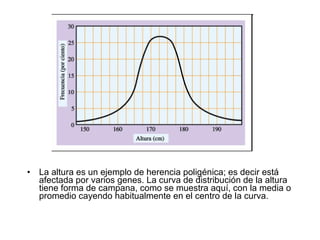 La altura es un ejemplo de herencia poligénica; es decir está afectada por varios genes. La curva de distribución de la altura tiene forma de campana, como se muestra aquí, con la media o promedio cayendo habitualmente en el centro de la curva.  