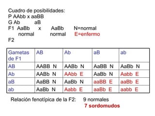 Cuadro de posibilidades: P AAbb x aaBB G Ab  aB F1  AaBb  x  AaBb  N=normal normal  normal  E=enfermo F2 Relación fenotípica de la F2:  9 normales  7 sordomudos ab aB Ab AB Gametas de F1 aabb  E aaBb  E Aabb  E AaBb  N ab aaBb  E aaBB  E AaBb  N AaBB  N aB Aabb  E AaBb  N AAbb  E AABb  N Ab AaBb  N AaBB  N AABb  N AABB  N AB 